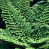 Багаторядник щетинконосний 'Plumoso-densum' (Polystichum set.   'Plumoso-densum' )
