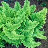 Багаторядник щетинконосний 'Plumoso-densum' (Polystichum set.   'Plumoso-densum' )