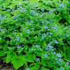 Бруннера крупнолистная (Brunnera macrophylla)
