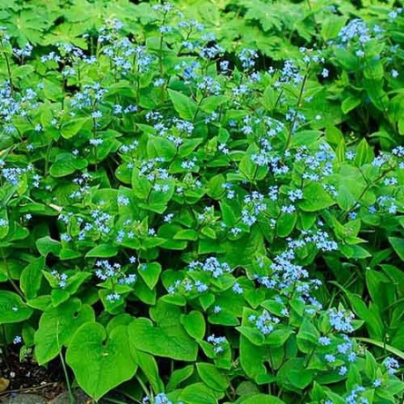 Бруннера крупнолистная (Brunnera macrophylla)