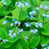 Бруннера крупнолистная (Brunnera macrophylla)