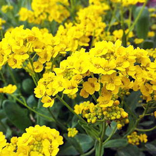 Бурачок гірський (Alyssum montanum)