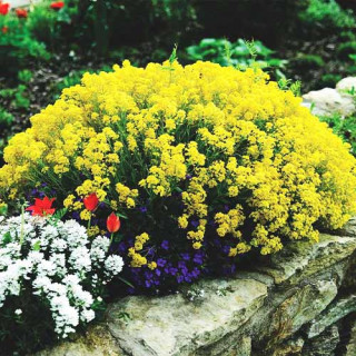 Бурачок гірський (Alyssum montanum)