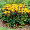 Бузульник зубчатый 'Othello' (Ligularia dentata 'Othello')