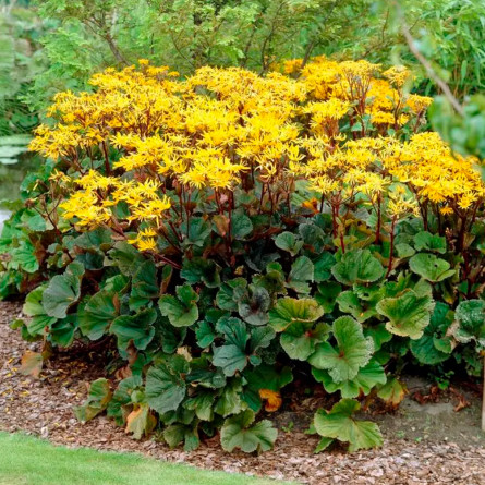 Бузульник зубчатый 'Othello' (Ligularia dentata 'Othello')