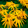 Бузульник зубчатый 'Othello' (Ligularia dentata 'Othello')