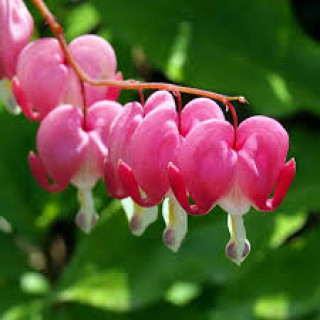 Діцентра чудова (Dicentra spectabilis)