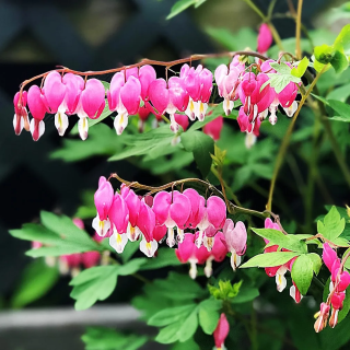 Діцентра чудова (Dicentra spectabilis)