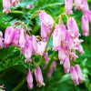 Діцентра вийняткова 'Stuart Boothman' (Dicentra ex. 'Stuart Boothman')