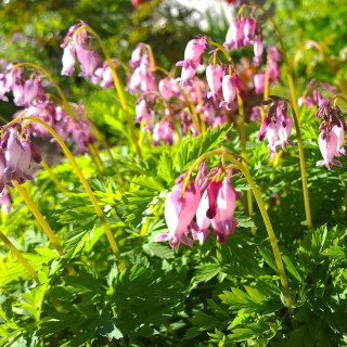 Діцентра вийняткова 'Stuart Boothman' (Dicentra ex. 'Stuart Boothman')