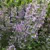 Душевік Calamintha nepeta "Marvelette Blue"