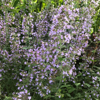 Душевик котовниковый Calamintha nepeta "Marvelette Blue"