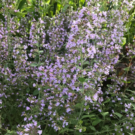 Душевік Calamintha nepeta "Marvelette Blue"