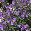 Душевік Calamintha nepeta "Marvelette Blue"