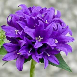 Дзвоники скупчені 'Superba' (Campanula glomerata 'Superba')