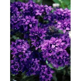 Дзвоники скупчені 'Superba' (Campanula glomerata 'Superba')