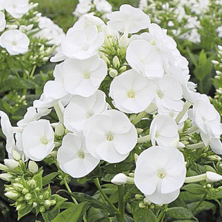 Флокс волосистий 'Danielle' (Phlox (P) 'Danielle')