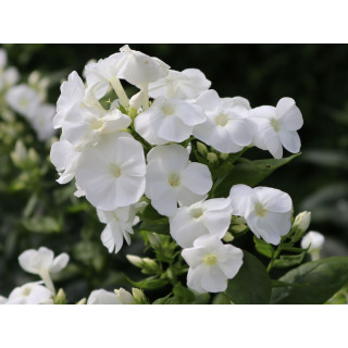 Флокс волосистий 'Danielle' (Phlox (P) 'Danielle')