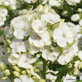 Флокс волосистий 'Jade' (Phlox (P) 'Jade')