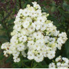Флокс волосистий 'Jade' (Phlox (P) 'Jade')