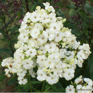 Флокс волосистий 'Jade' (Phlox (P) 'Jade')