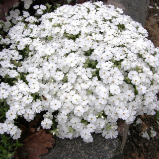 Флокс шиловидний Phlox subulata ""Maischnee"