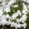 Флокс шиловидний Phlox subulata ""Maischnee"