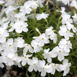 Флокс шиловидний Phlox subulata ""Maischnee"