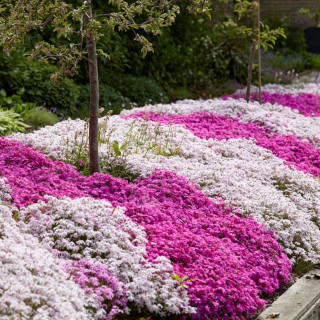 Флокс шиловидний в асортименті (Phlox subulata) 