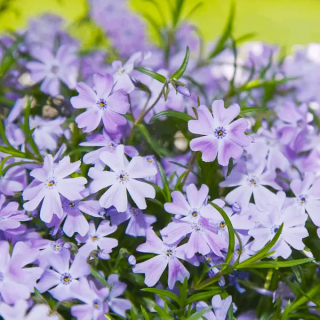 Флокс шиловидний в асортименті (Phlox subulata) 