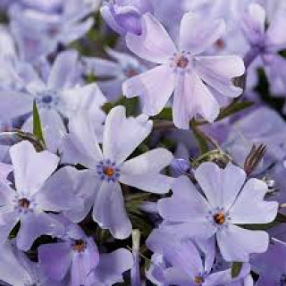 Флокс шиловидний Phlox subulata "Emerald Cushion Blue"