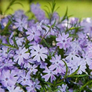 Флокс шиловидний Phlox subulata "Emerald Cushion Blue"