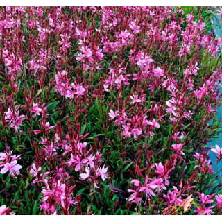 Гаура линдхеймера 'Passionate Blush' (Gaura lin. 'Passionate Blush')