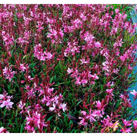 Гаура ліндхеймера 'Passionate Blush' (Gaura lin. 'Passionate Blush')