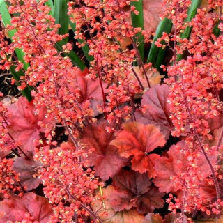 Гейхера 'Черри Кола' ( Heuchera 'Cherry Cola')