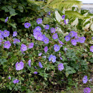 Герань 'Azure Rush' (Geranium 'Azure Rush')