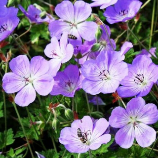 Герань 'Azure Rush' (Geranium 'Azure Rush')
