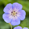 Герань 'Azure Rush' (Geranium 'Azure Rush')
