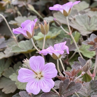 Герань 'Dusky Crugh' (Geranium 'Dusky Crugh')