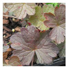 Герань 'Dusky Crugh' (Geranium 'Dusky Crugh')