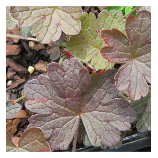 Герань 'Dusky Crugh' (Geranium 'Dusky Crugh')