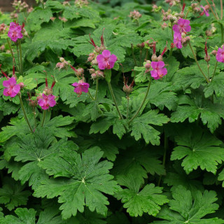 Герань великокореневищний (Geranium macrorrhizum)