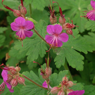 Герань великокореневищний (Geranium macrorrhizum)