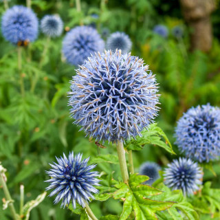 Головатень банадський 'Blue Glow' (Echinops bannaticus 'Blue Glow')