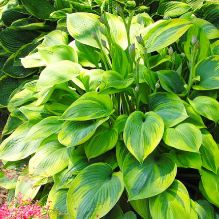Хоста 'Alex Summer' (Hosta 'Alex Summer')