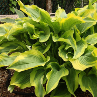 Хоста 'Alvatine Taylor' (Hosta 'Alvatine Taylor')