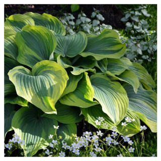 Хоста 'American Halo' (Hosta 'American Halo')