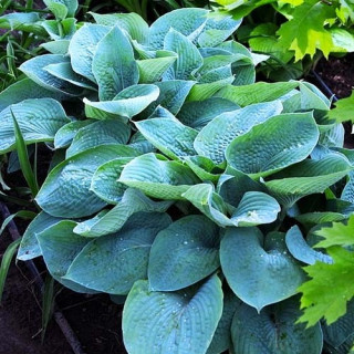 Хоста 'Big Mama' (Hosta 'Big Mama')