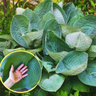 Хоста 'Big Mama' (Hosta 'Big Mama')