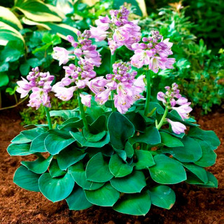 Хоста 'Blue Mouse Ears' (Hosta 'Blue Mouse Ears')